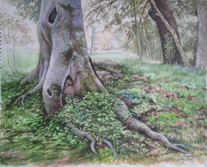 EL VELL LLEDONER (38×46) 2011 Aquarel·la sobre paper (38x46). Propietat de Miquel Cortada.